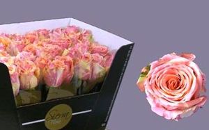 ROSE FIESTA KENIA 50
